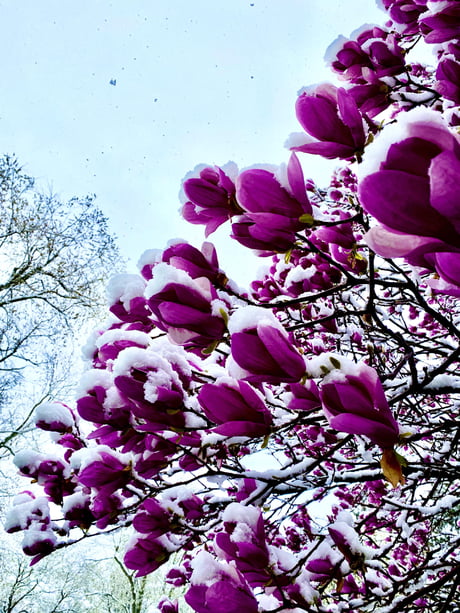 大雪中玉兰花盛开,如此娇媚动人