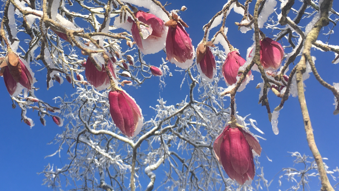 雪中玉兰花盛开