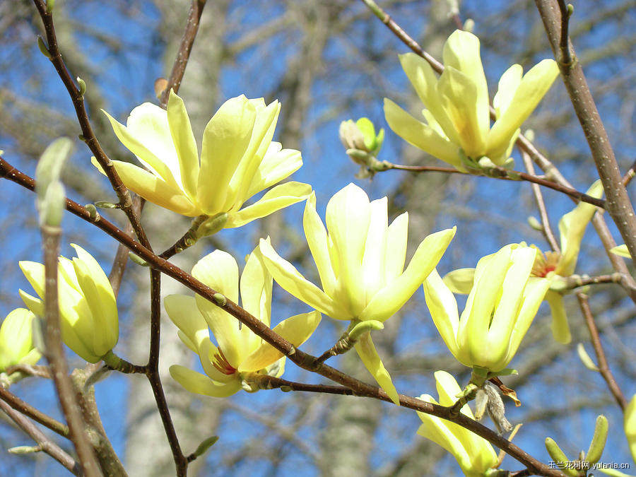 四月-黄玉兰花盛开