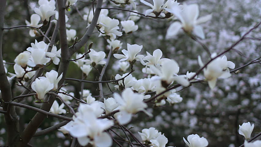 上海的两任市花-棉花和白玉兰花