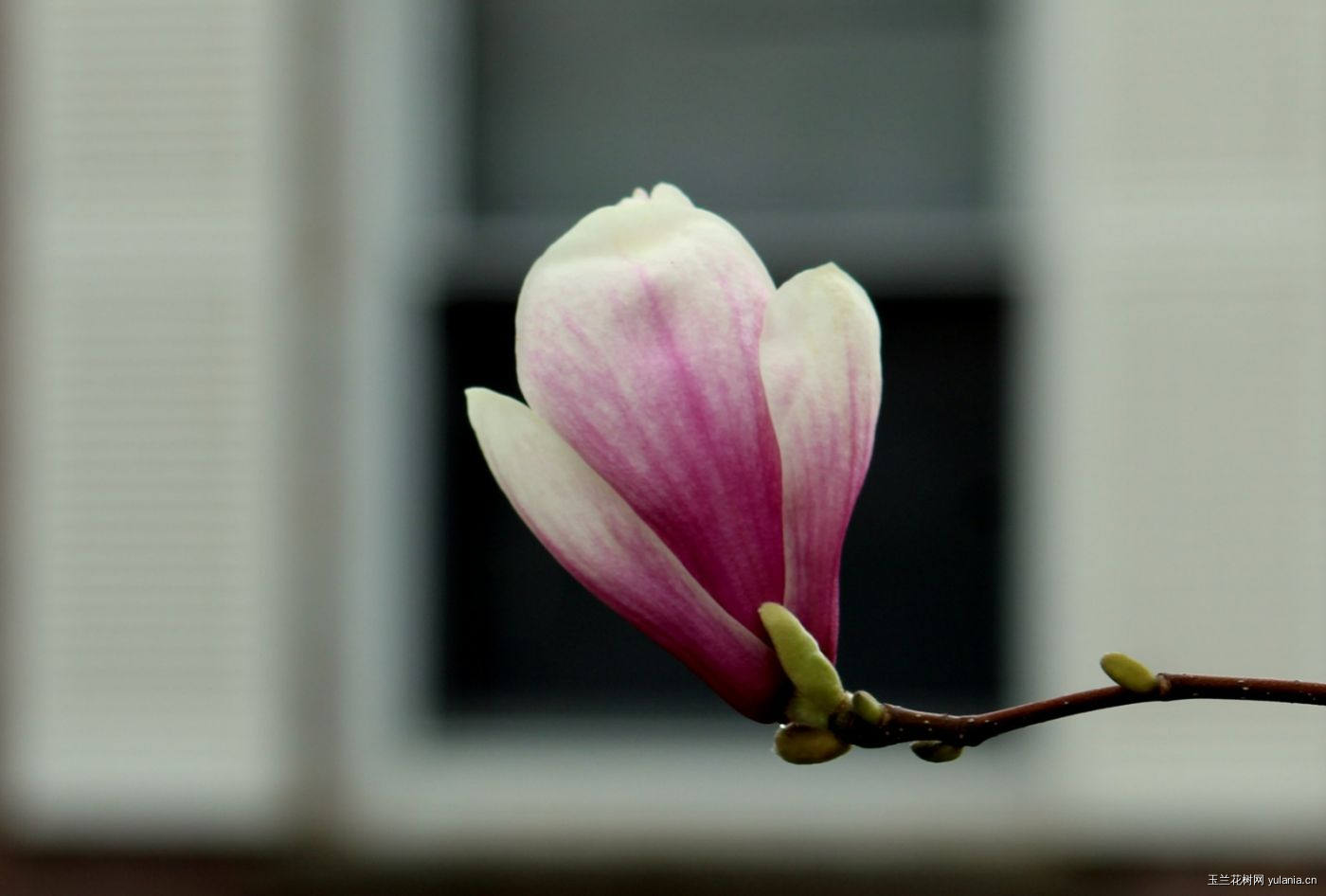 二乔玉兰花图片Saucer Magnolia