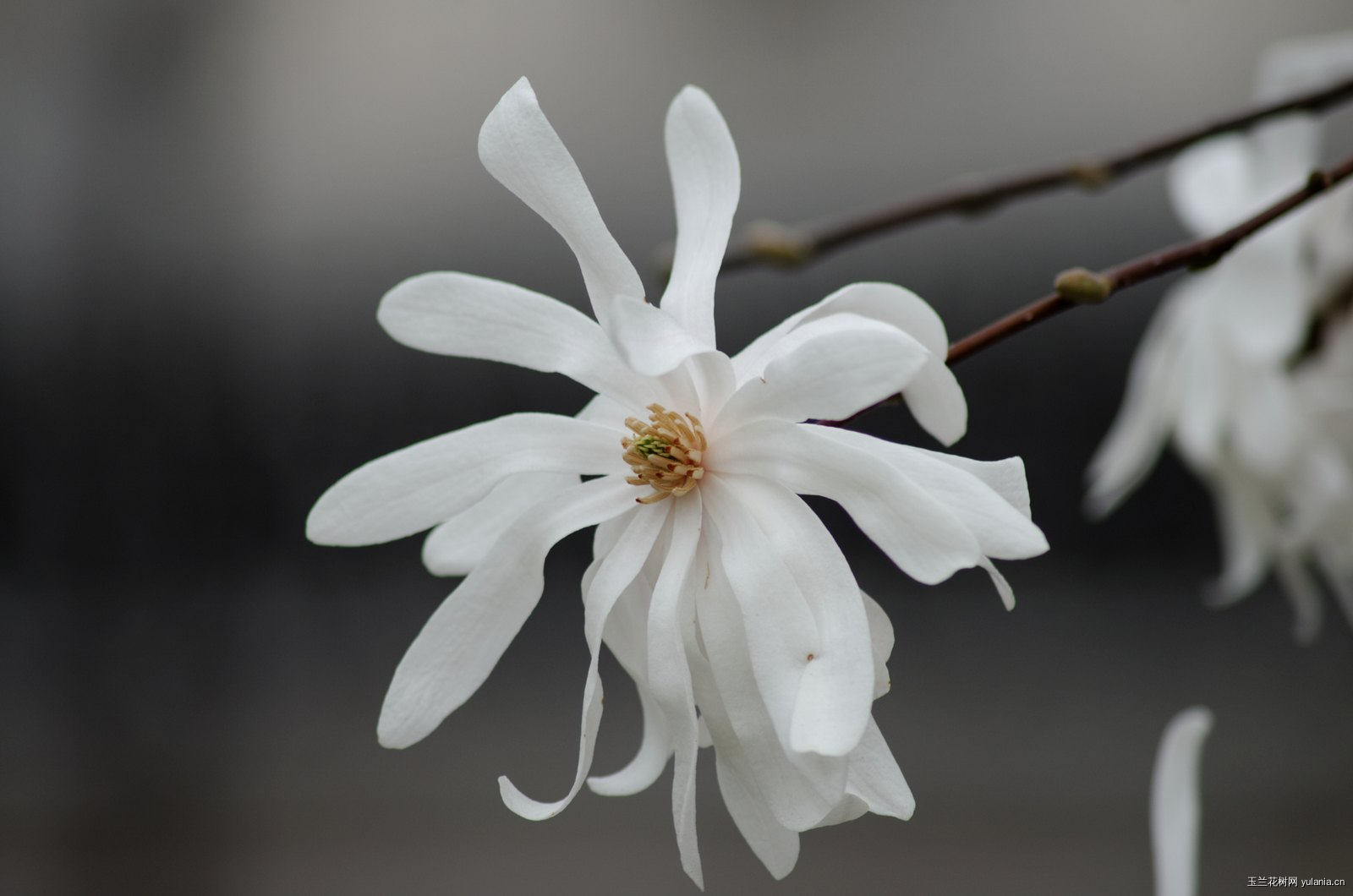 星花玉兰图片Magnolia stellata